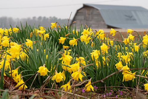 Jonquils in Bloom: A Sure Sign of Spring in the Arkansas Ozarks